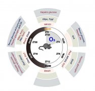 山西大學(xué)文獻(xiàn)：晝夜節(jié)律紊亂與臭氧誘導(dǎo)的小鼠肝臟葡萄糖代謝紊亂有關(guān)